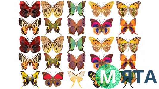 Метелики