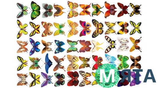 Метелики маленькі