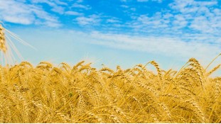 Пшеничне поле