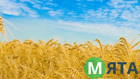 Пшеничне поле