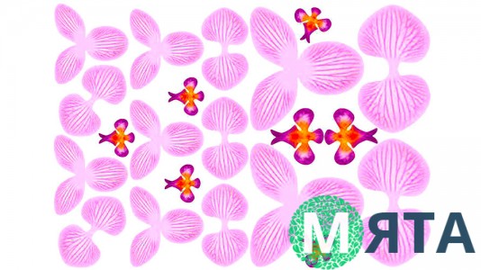 Їстівна картинка Заготовка для орхідеї №3