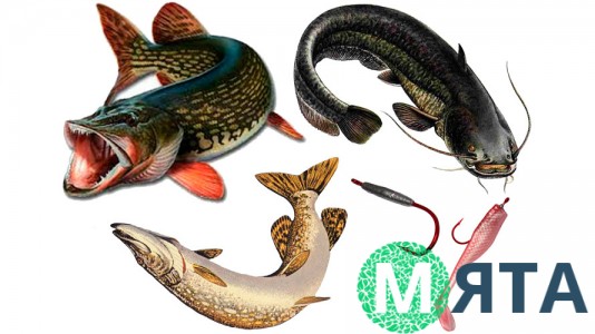Їстівна картинка Риба