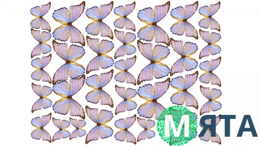 Метелики 9