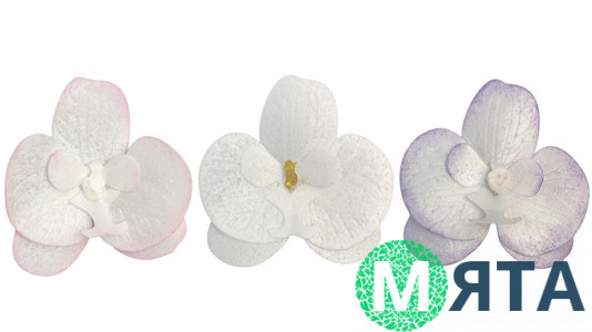 Вафельна Орхідея