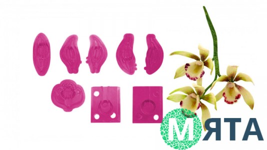 Вирубка Орхідея Цимбідіум