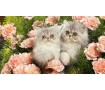 Съедобная картинка Коты