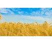 Пшеничное поле