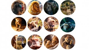 Король Лев 5 Король Лев 5