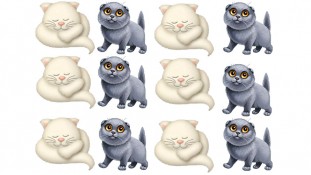 Котики Котики